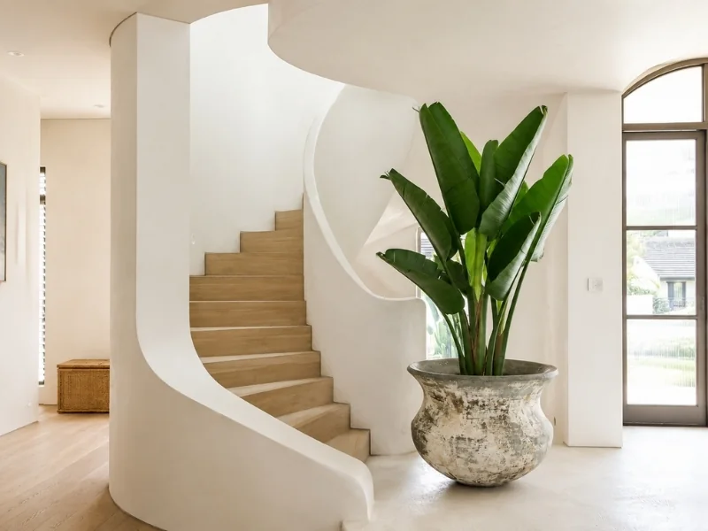 Thiết kế nội thất phong cách tropical với cây chuối cảnh lớn.