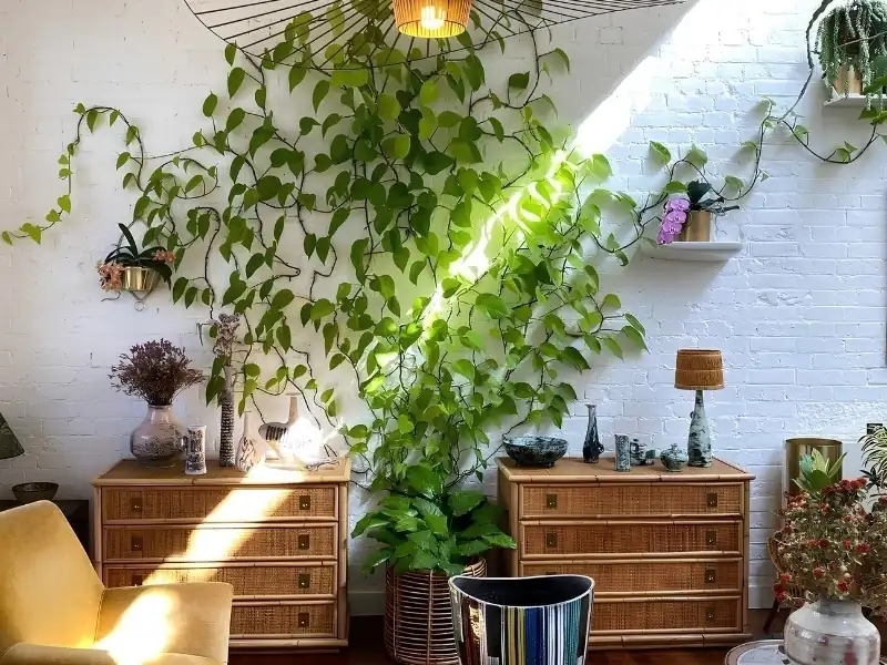 Phong cách thiết kế nội thất Tropical với cây leo