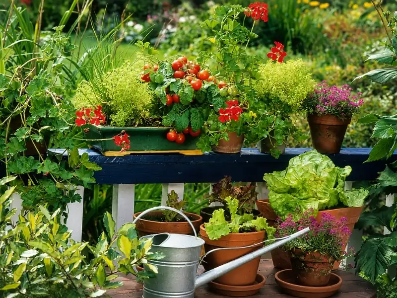 Vườn rau nhỏ với cà chua bi, xà lách và cây gia vị trồng trong chậu